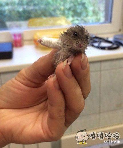 一只小仓鼠胳膊骨折了被送进了医院…感觉做医